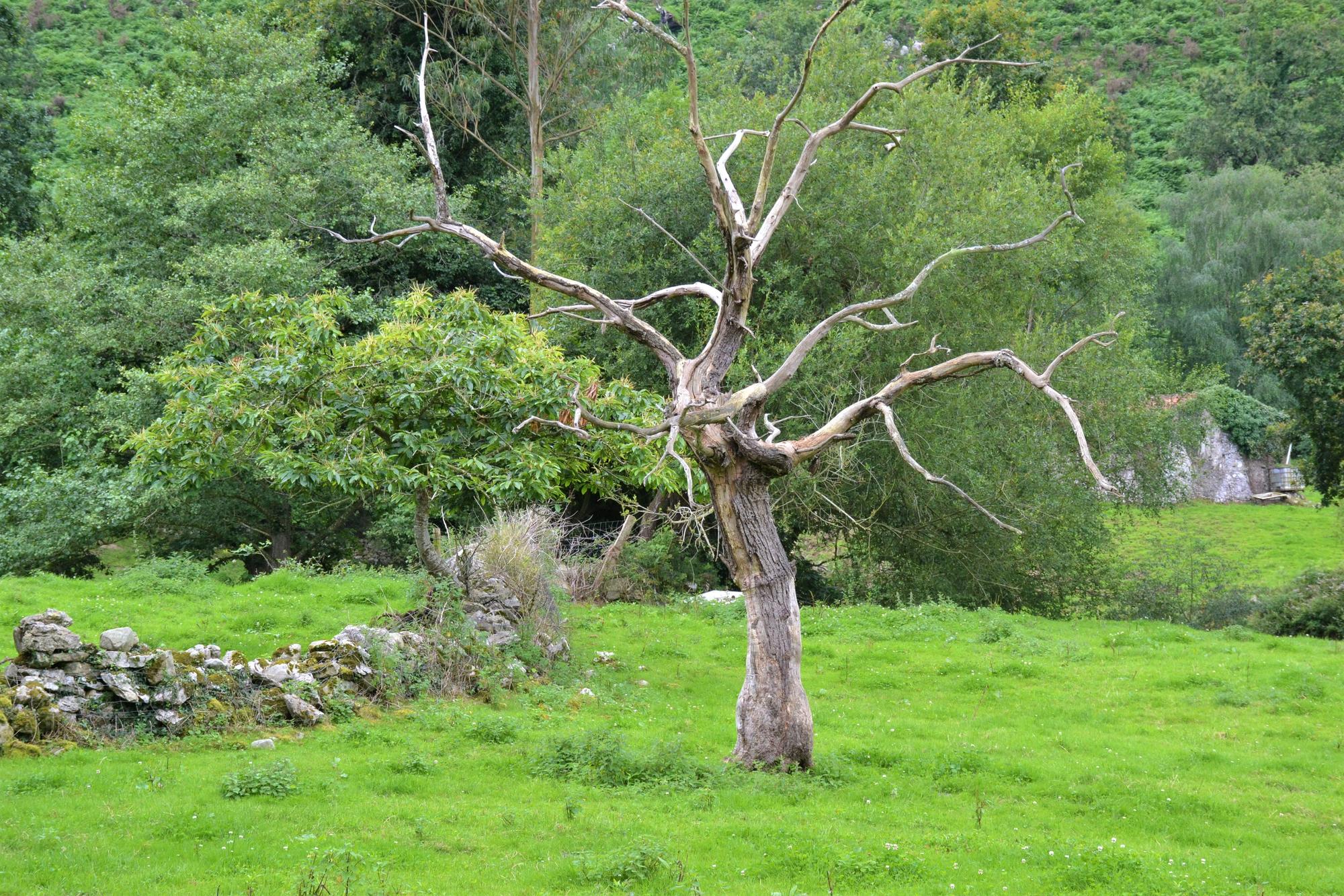 De ruta por Porrúa: siete kilómetros de  postal de la Asturias rural