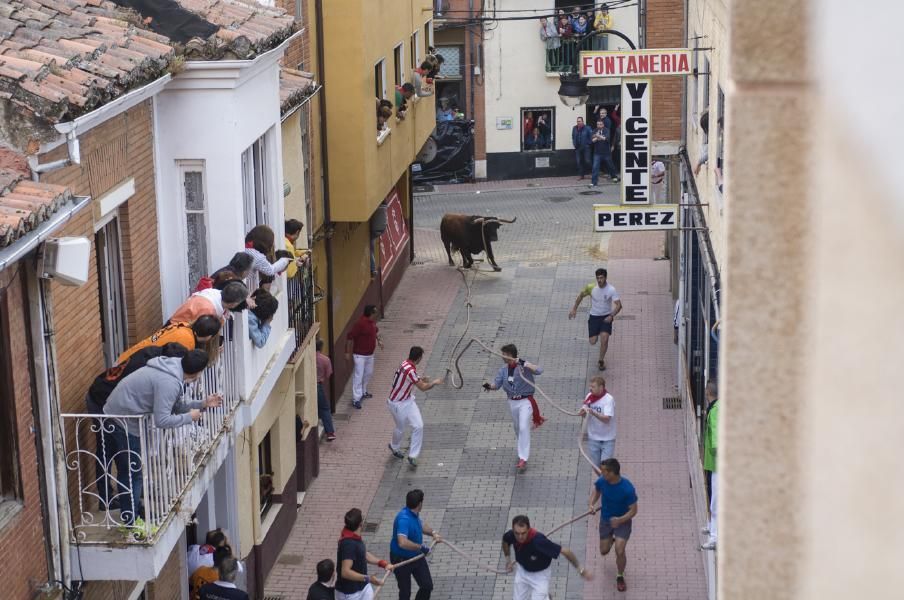 Enmaromado 2016: Lechugazo da la talla