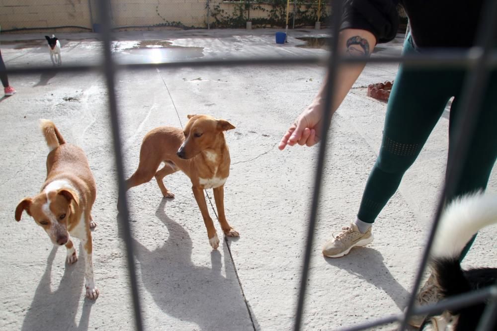 Los ingresos del refugio son destinados a la recuperación y subsistencia de perros y gatos.