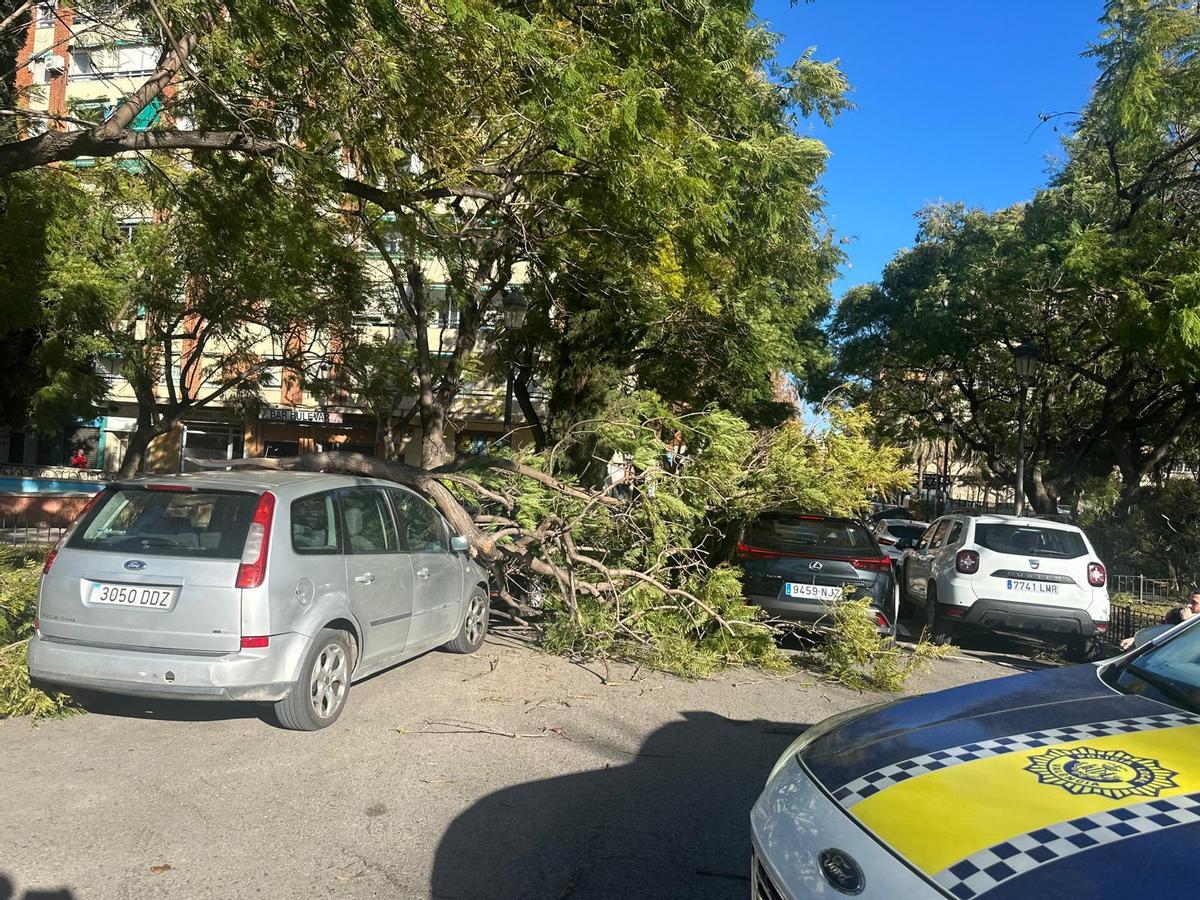 Árboles caídos en la calle Torrent de Valencia