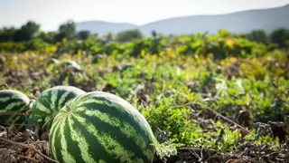 Un agricultor regala más de 100.000 kilos de sandías: "Nadie me las compra"