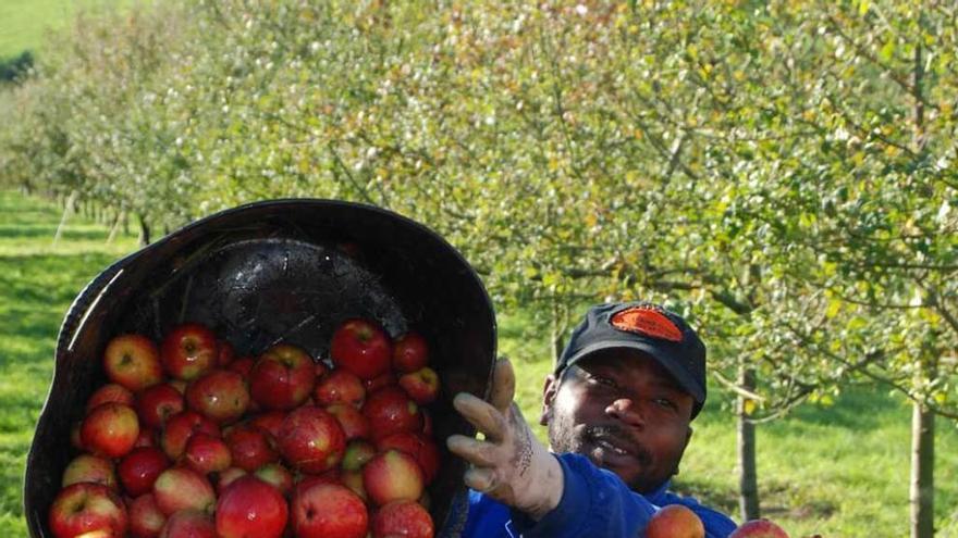 Un jornalero recogiendo manzana, ayer, en San Justo (Villaviciosa).