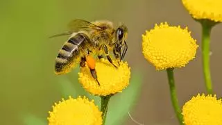 Día Mundial de las abejas: ¿cómo prevenir y cómo tratar las picaduras?