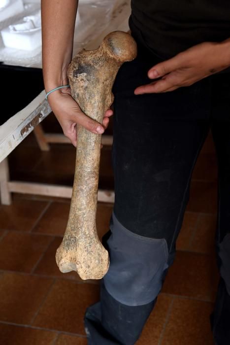 Fotos de la campanya d'excavacions d'enguany a les coves de les Teixoneres de Moià. S'hi han trobat tres dents de neandertal, una d'adult.