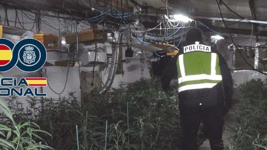 Tres detenidos por cultivar 400 plantas de marihuana en una nave agrícola de Mérida