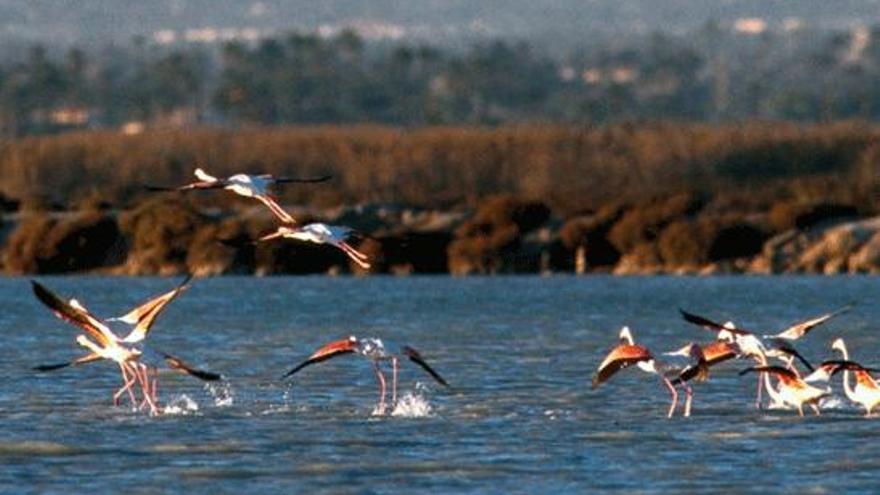 Fotografía facilitada por la Consellería de Medio Ambiente de la Generalitat Valenciana de varios de los alrededor de 3.500 flamencos que han elegido como &quot;destino vacacional&quot; el Parque Natural de las Salinas de Santa Pola, uno de los humedales más importantes de España y que resulta crucial en la distribución geográfica de la especie en Europa.