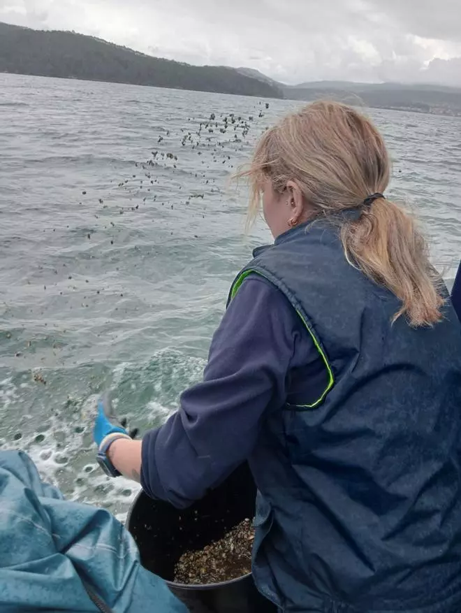 O marisqueo na ría noiesa abre este luns con topes de capturas «baixos»
