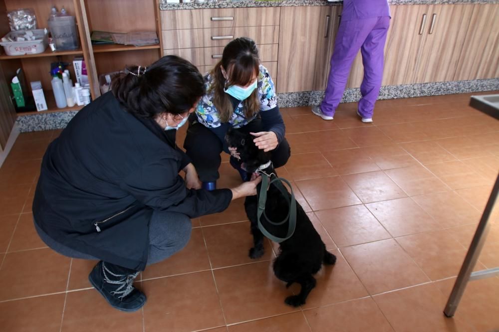 Los ingresos del refugio son destinados a la recuperación y subsistencia de perros y gatos.