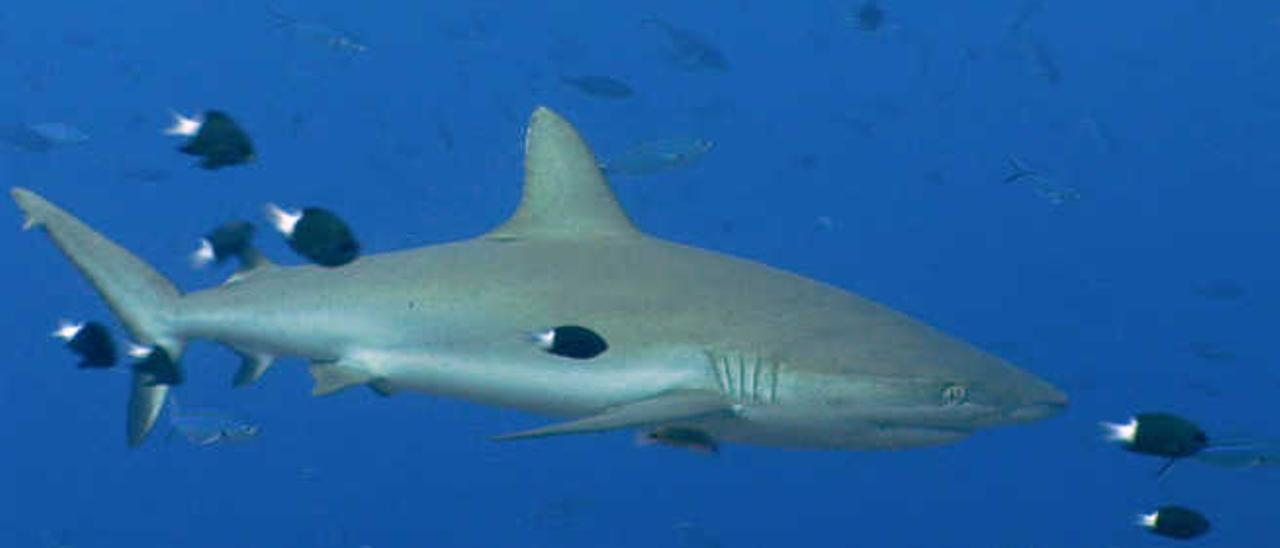 Tiburón en la isla de Palau, en Micronesia