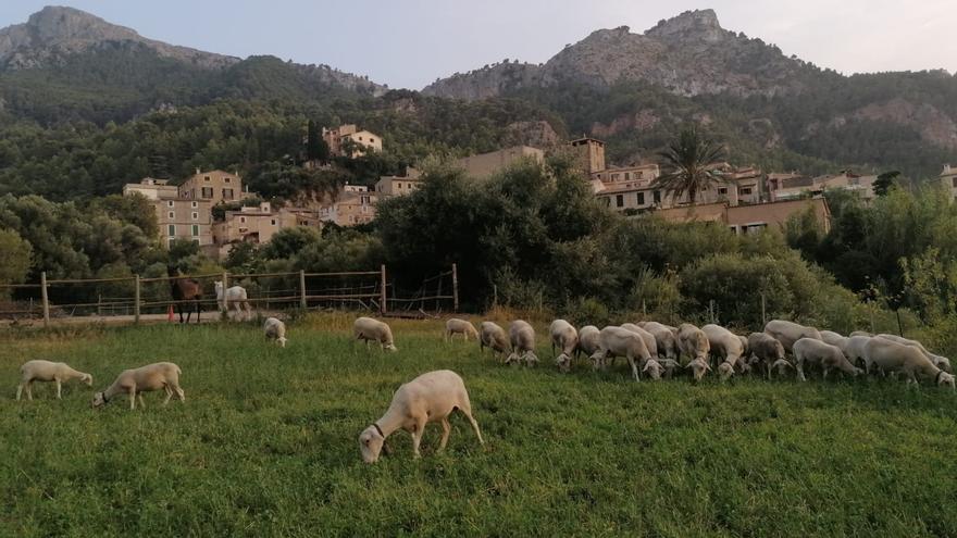 Los productores implicados en el proceso de ecoregión en la Serra de Tramuntana: «Necesitamos cooperar para poder sobrevivir»