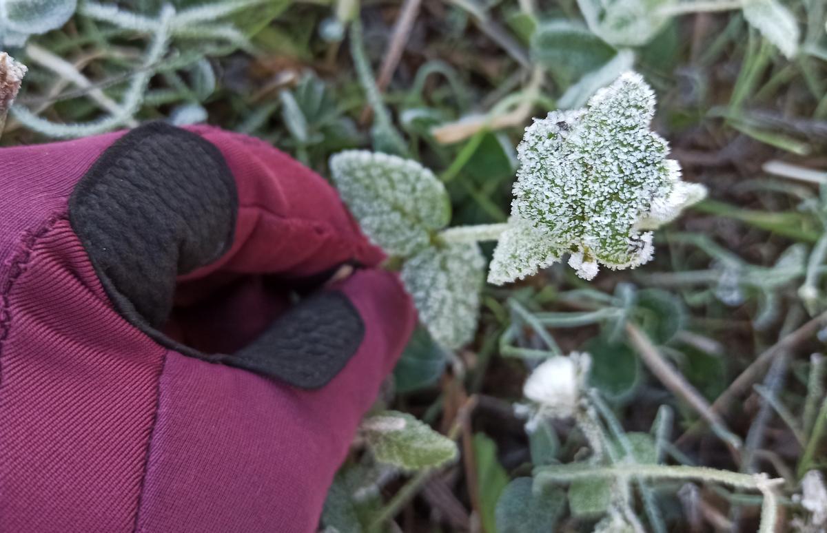 Plantas heladas por el frío.