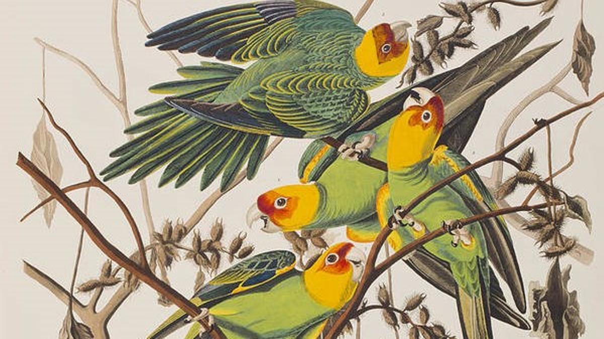 La cotorra de Carolina dibujada por Audubon