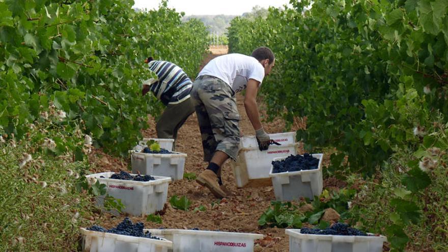 Arranca la vendimia de las variedades tempranas en la Comunitat Valenciana