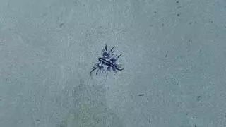 El tóxico dragón azul, avistado por segunda vez en Mallorca