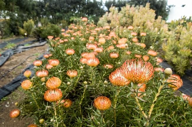 Plantación de proteas