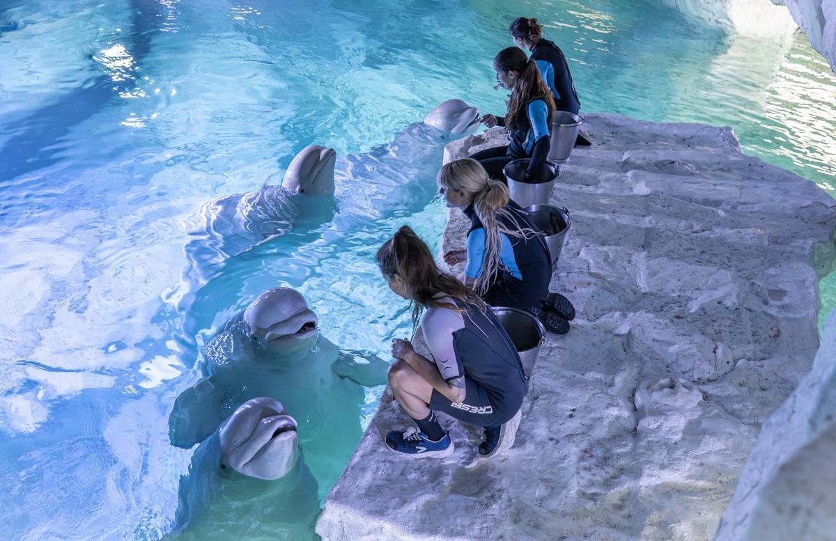 Les quatre belugues de l’Oceanogràfic juntes.