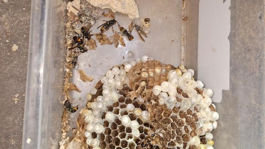 El primer nido de avispa asiática detectado en la provincia de Valencia es eliminado