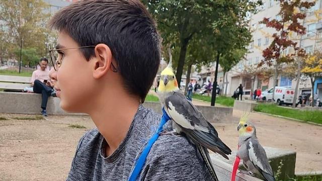 Rey y Castaña, las ninfas que se escaparon de un piso de Vigo, con su dueño, Jon. Este niño las entrenaba y las sacaba a pasear con arnés, y ahora las busca desesperado.