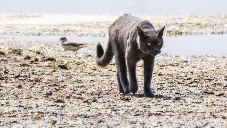 Proponen prohibir las colonias de gatos en espacios protegidos de Baleares y Canarias