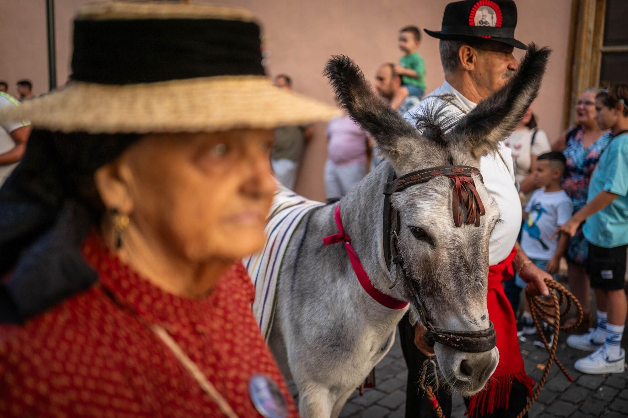 Día de los burros en La Laguna