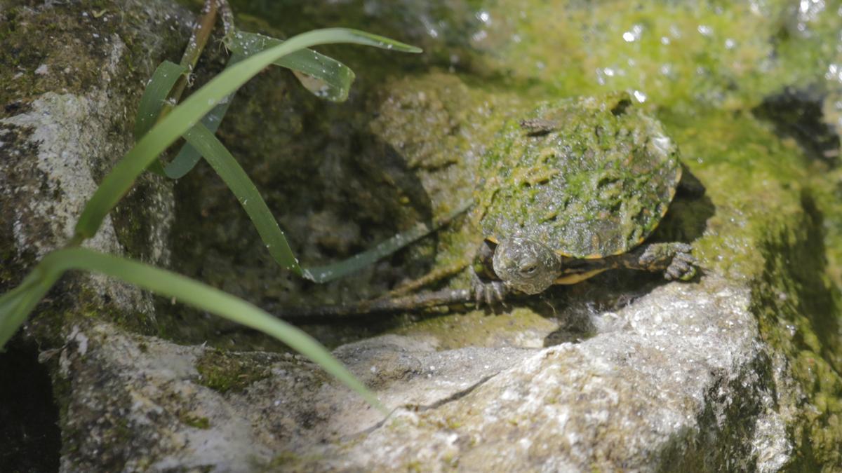 Una cría de la colonia de galápagos leprosos en el Marco.