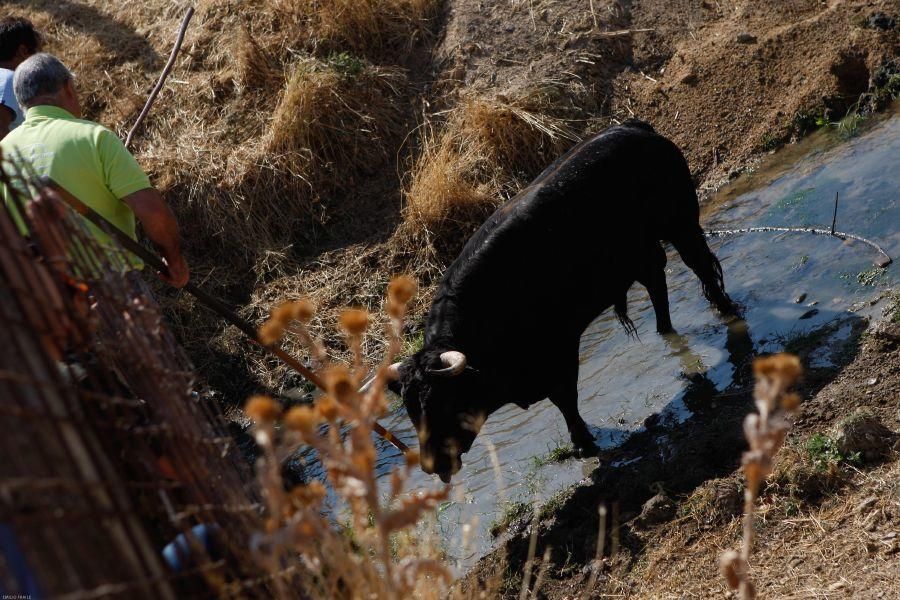 Fiestas en Zamora: Encierro en Venialbo