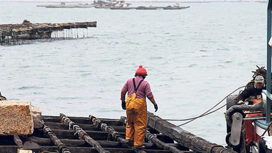 El proceso de encordado, una técnica fundamental ? Aunque la extracción de mejilla en las rocas del litoral comienza hoy, en cualquier momento del año puede utilizarse la semilla que se fija de manera totalmente natural a las cuerdas de las bateas, conocidas como colectores. Al igual que puede emplearse el mejillón de menor tamaño cuando se efectúa el &quot;desdoble&quot;, es decir, cuando se reparte el peso de una cuerda en dos o tres, para que el molusco siga creciendo. La fijación de la mejilla a las cuerdas se denomina encordado. Se usa una fina red biodegradable mediante la cual se sujeta esa semilla a la cuerda que después se cuelga del emparrillado. La foto, tomada el martes en O Grove, ilustra el momento en que un hombre –en la cubierta del barco– procede a encordar una cuerda.//Muñiz