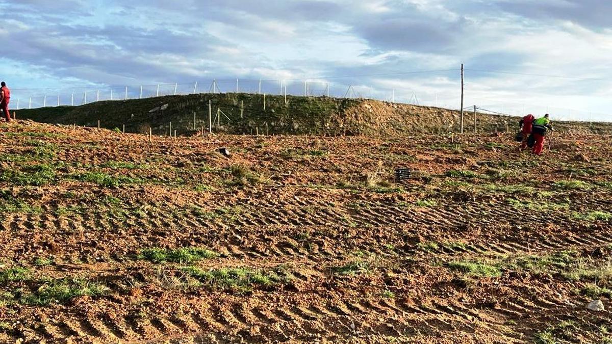 Obras de reforestación en el antiguo vertedero de la zona norte de Zamora