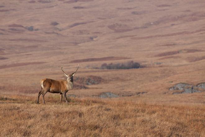 Ciervo en la isla de Jura, Escocia