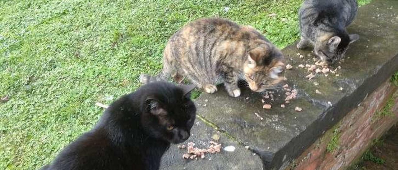 Una colonia de gatos en un parque de Avilés.