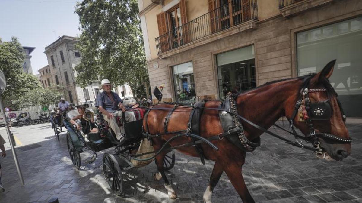 Una galera tirada por caballos en Palma.