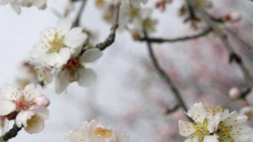 Primera floración de almendros.