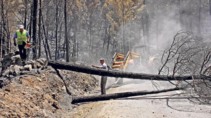 Más de 450 voluntarios se presentan para limpiar el bosque de Estellencs