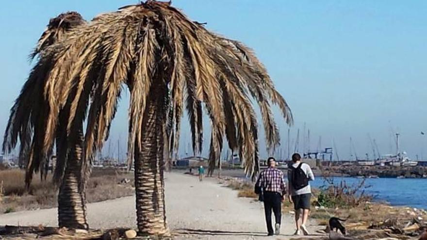 «El delta ha pasado del abandono a la irresponsabilidad extrema»