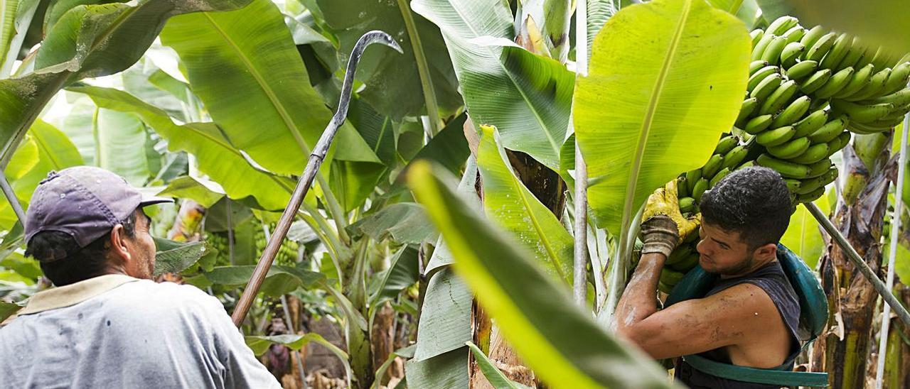 Dos agricultores trabajan en una platanera. |