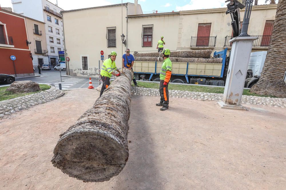 Así ha quedado la plaza de Santa Lucía de Orihuela tras retirar los troncos y tocones de 23 palmeras secas