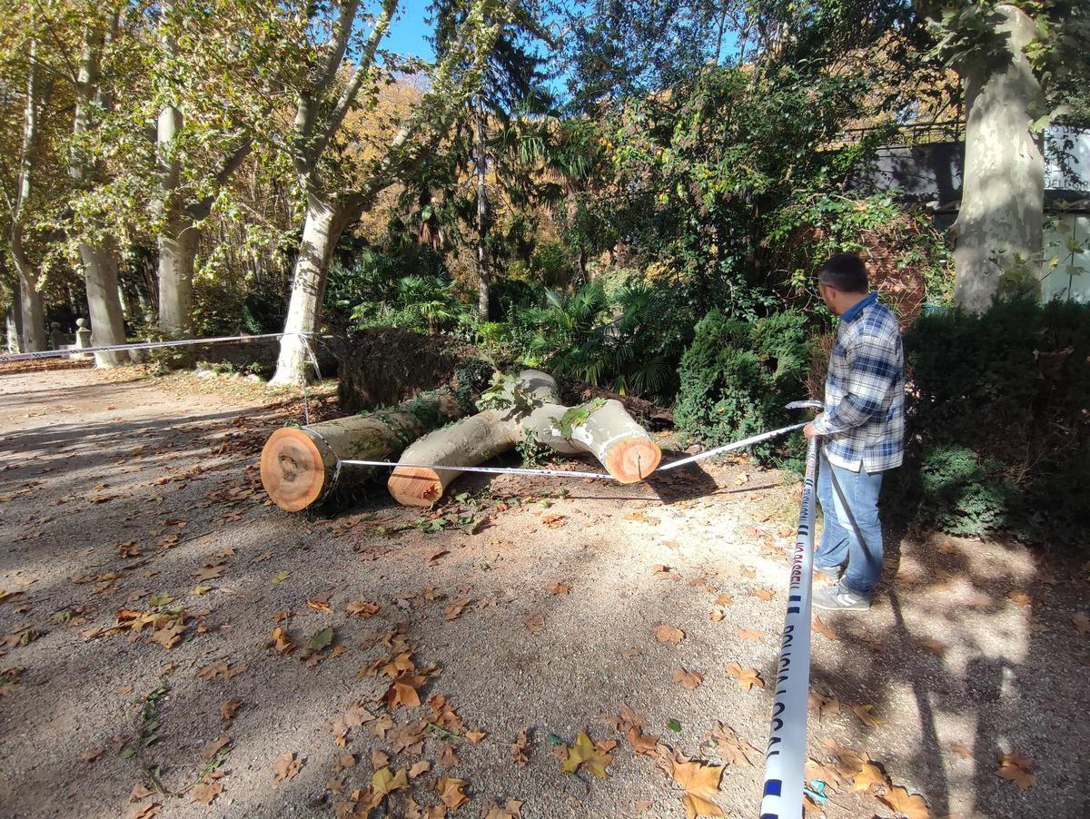 El regidor Sergi Cot observa l'arbre, ja talat.