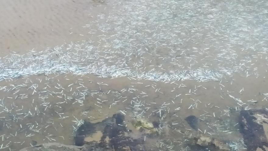 Aparecen miles de peces muertos en los pozo del Xiglu, en la playa de Barro