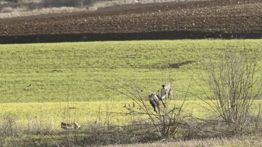 La «rabona» busca el perdedero perseguida por los perros.