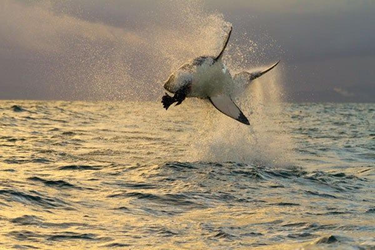 La caza de las focas  suele ir acompañada de un salto vigoroso y sus enormes fauces acaban con el objetivo en apenas unos segundos
