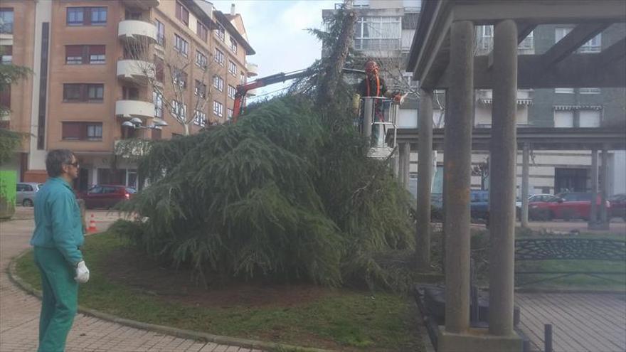 Cáceres tala diez árboles en la avenida de la Universidad