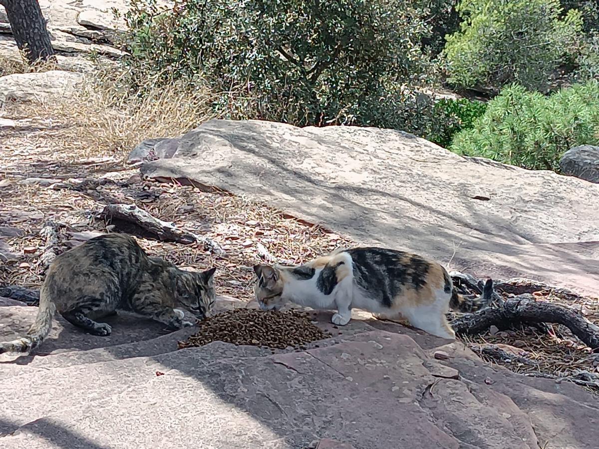 Gatos controlados por colonias felinas.