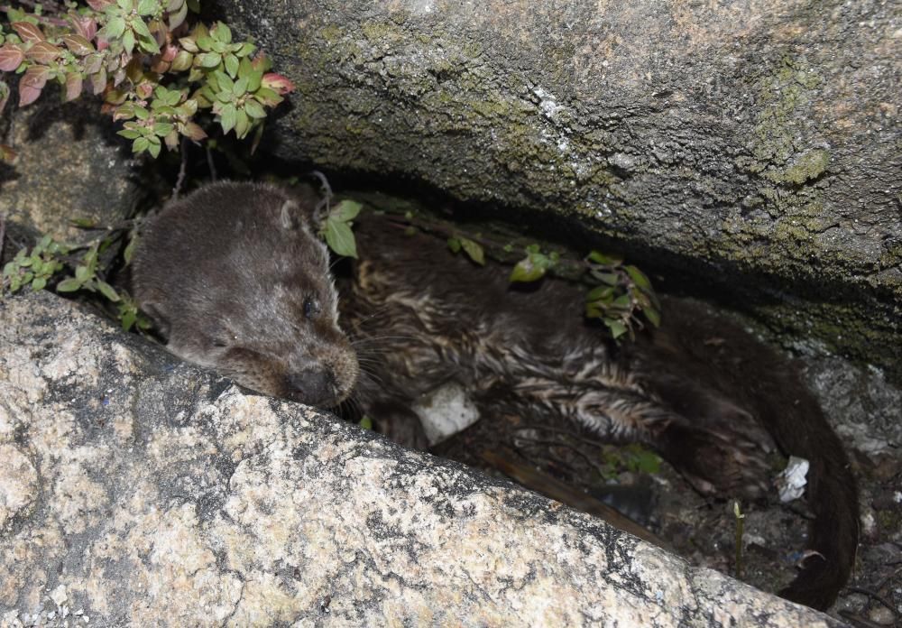 SOS por una nutria en Vigo