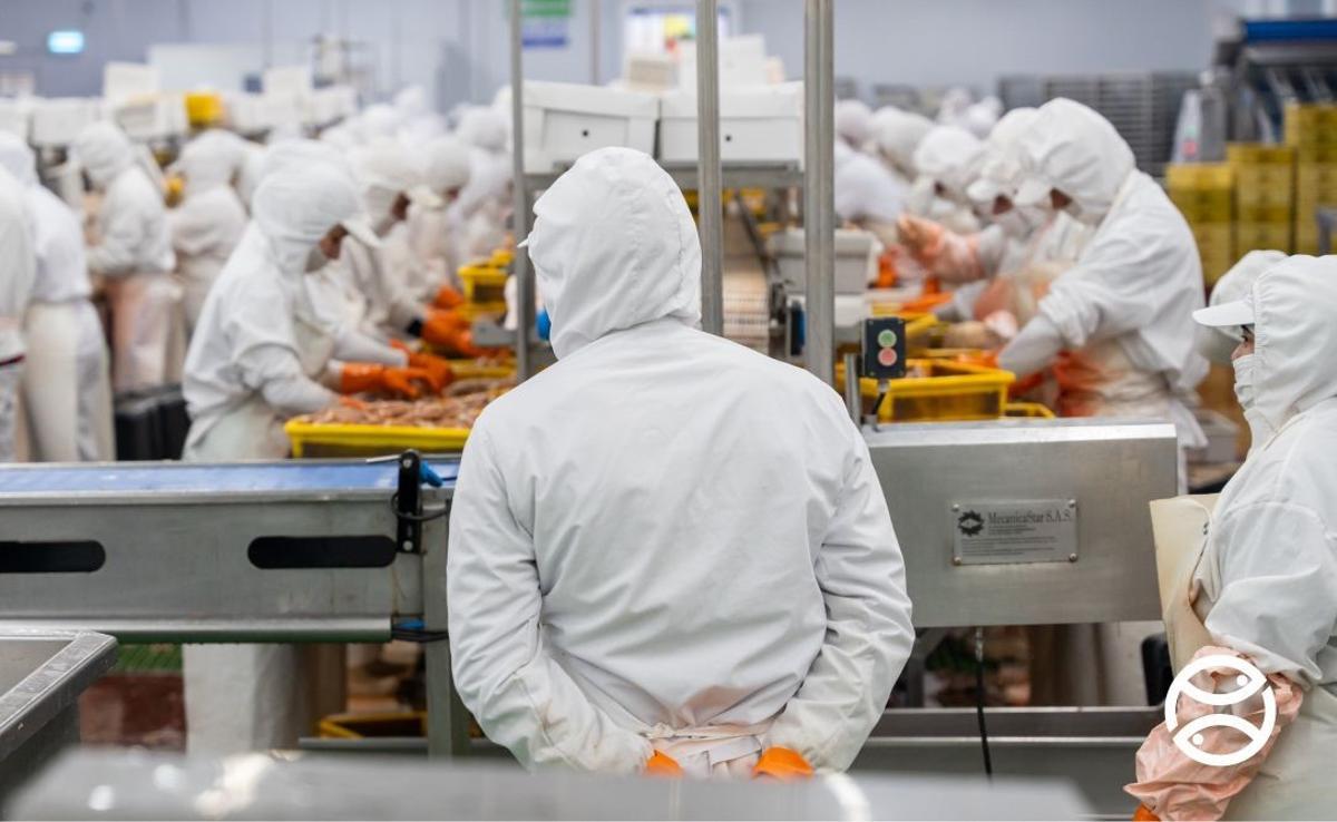 Trabajos de procesado de gambón argentino en una fábrica de Iberconsa