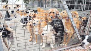 Perros Ley de Bienestar Animal 