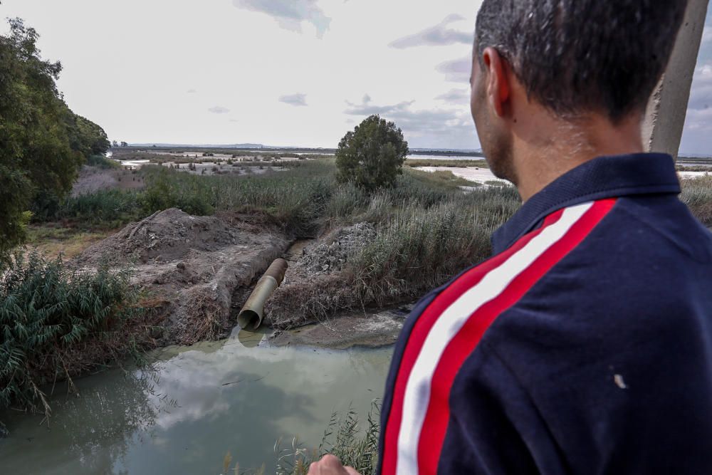 Lucha en El Hondo contra la invasión de la carpa