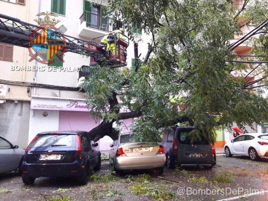 Umgestürzte Bäume und Stromleitungen in Palma