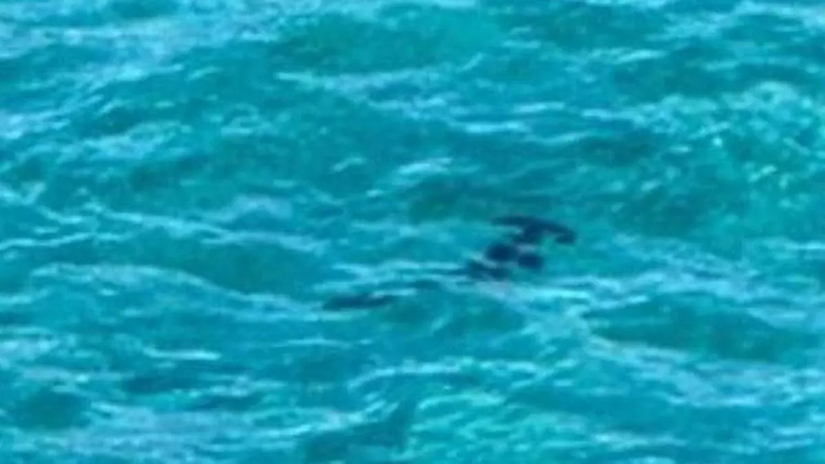 Bandera roja en una playa de Gran Canaria por la aparición de un tiburón de dos metros