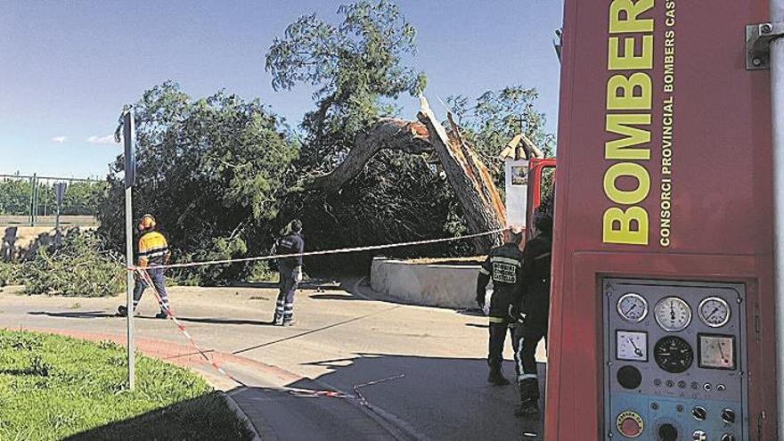 El viento tira naranjas tardías