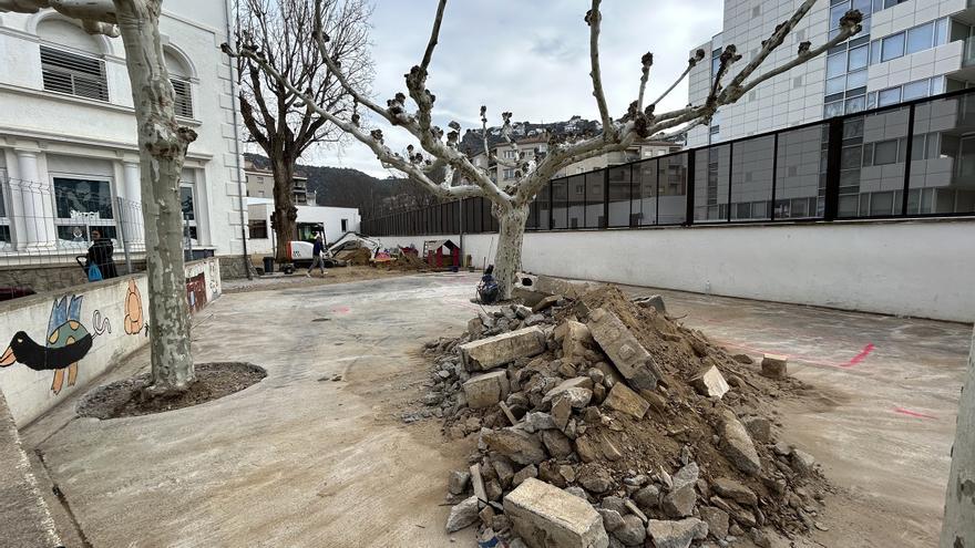 El pollancre centenari de l&#039;escola Narcís Monturiol de Roses serà talat i substituït per moreres i pistatxers